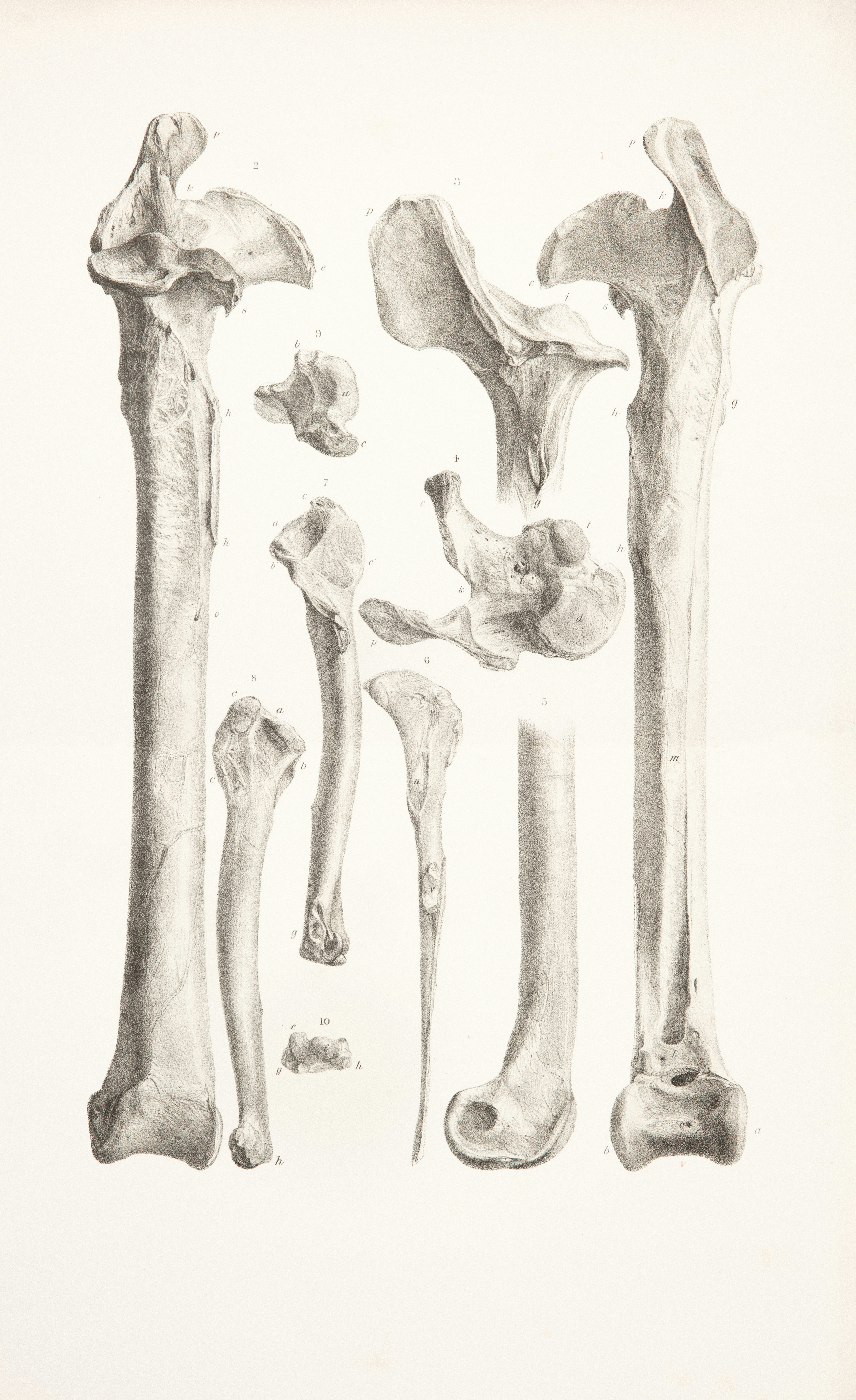 A Cicatriz da Civilização: Do Fêmur Curado à Resistência em Minnesota